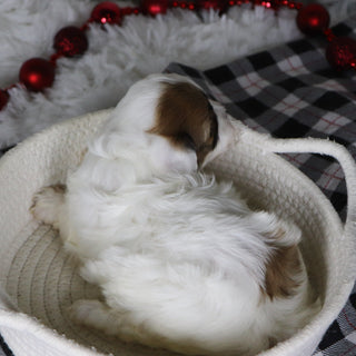 Pala - Available 1/14