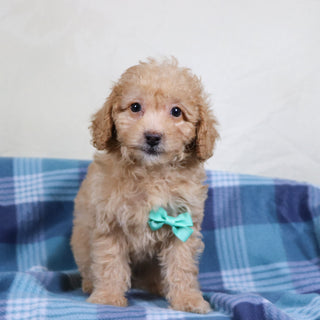 Panda - Available 1/15