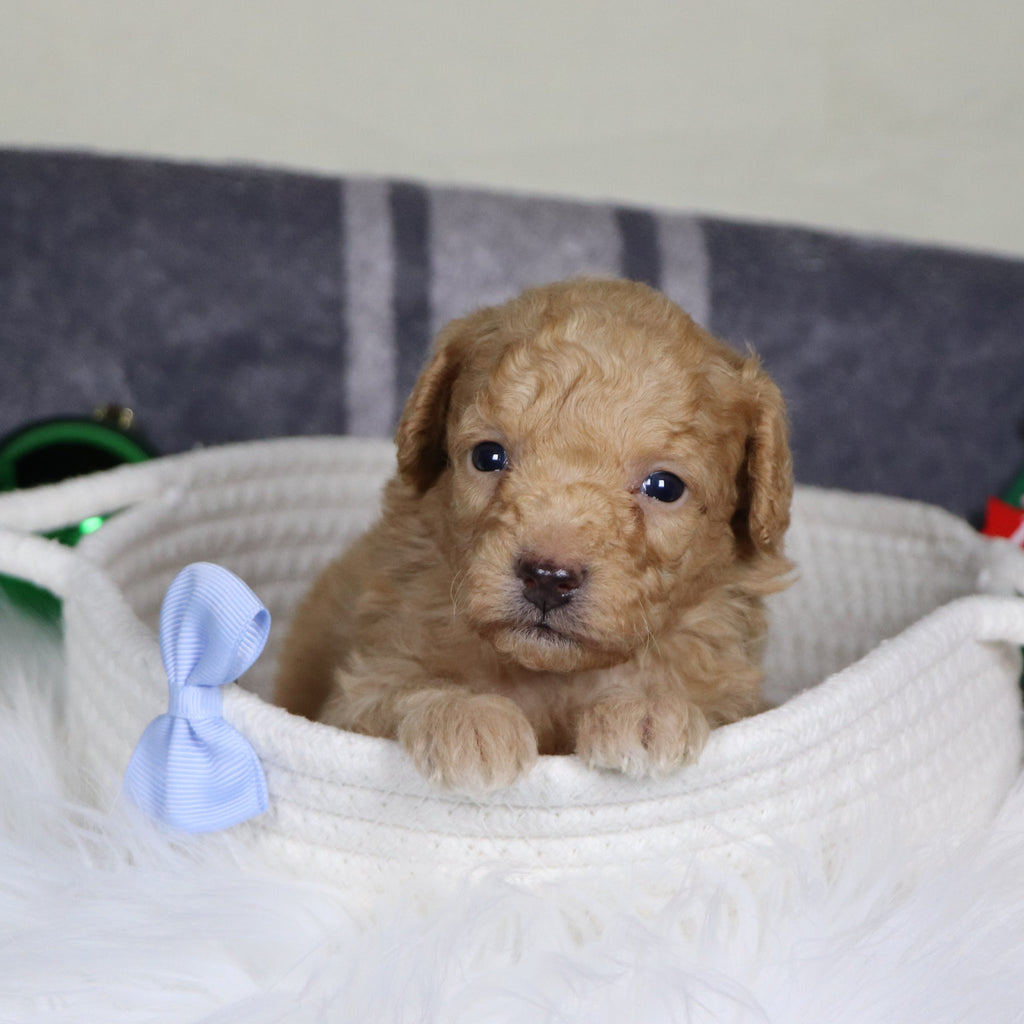 Panda - Available 1/14