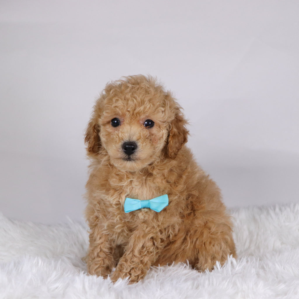 Parade - Available 11/19