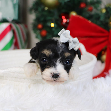 Paris - Available 1/21