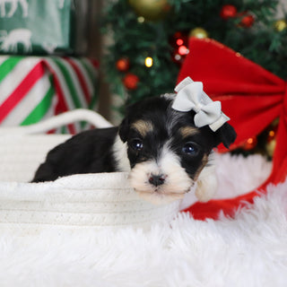 Paris - Available 1/21