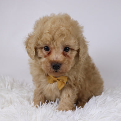 Parrot - Available 11/26