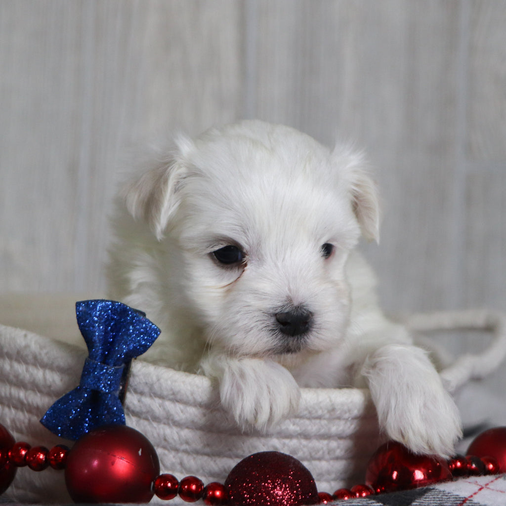 Patrick - Available 1/8