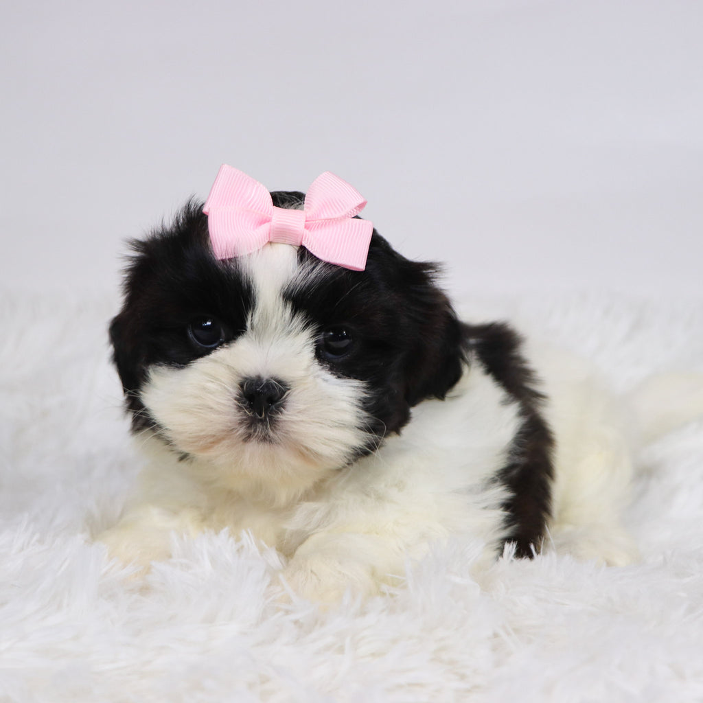 Patty - Available 11/19