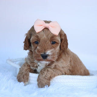 Paws - Available 10/15