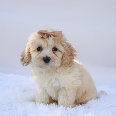 Payton - Available 9/17