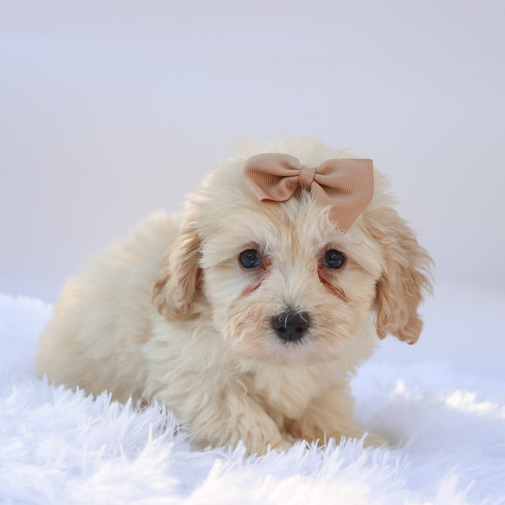 Payton - Available 9/17
