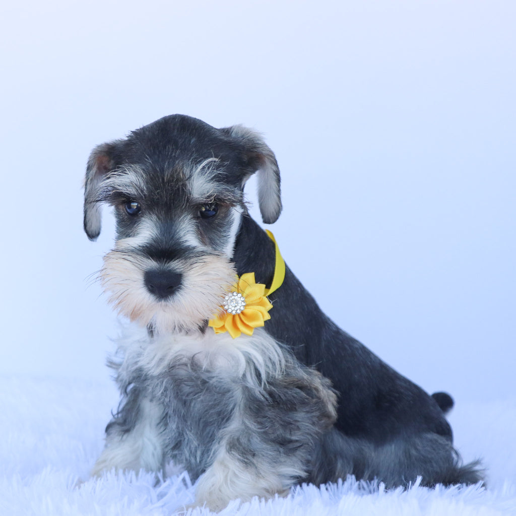 Peanut- Available Now