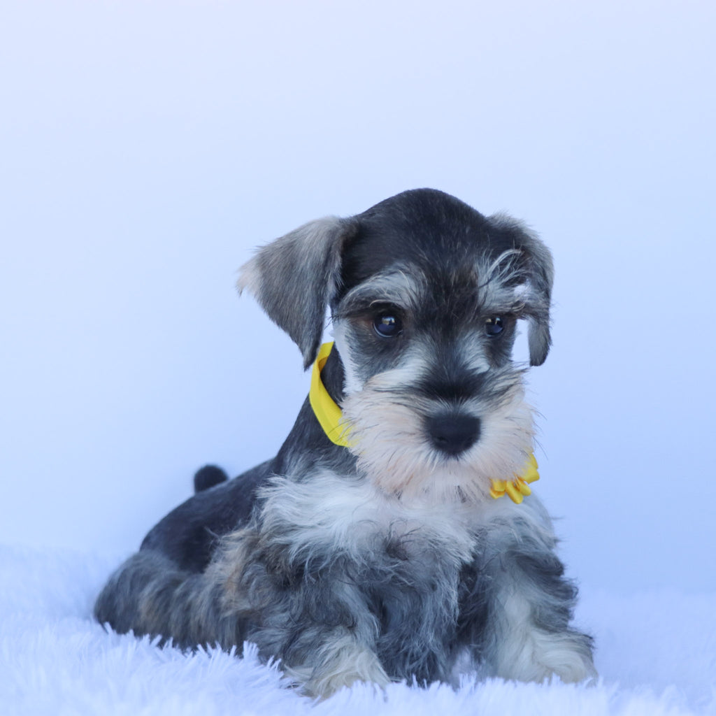 Peanut- Available Now