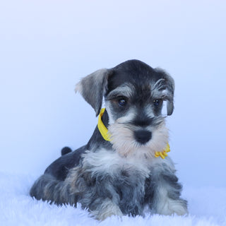 Peanut- Available Now