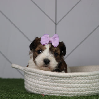 Peggie - Available 5/6