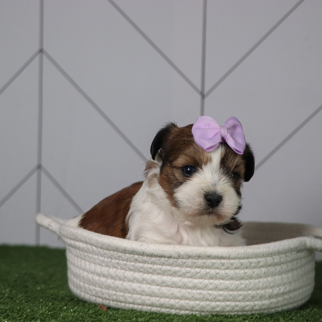 Peggie - Available 5/6
