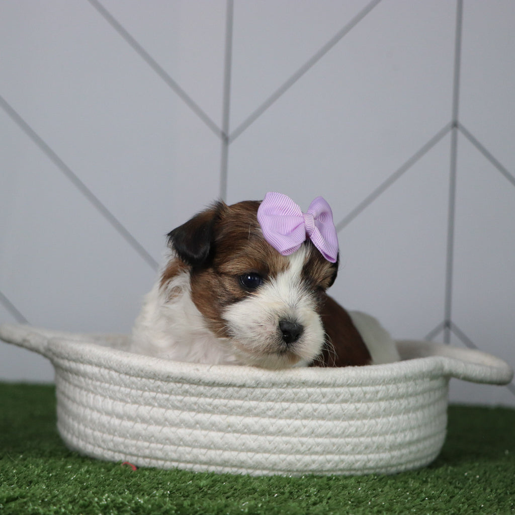 Peggie - Available 5/6
