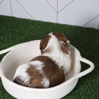 Peggie - Available 5/6