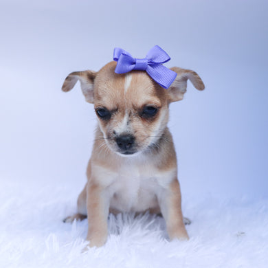 Percy - Available 9/10