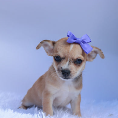 Percy - Available 9/10
