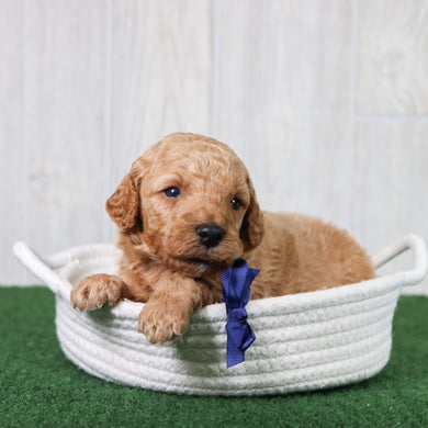 Percy - Available 6/26
