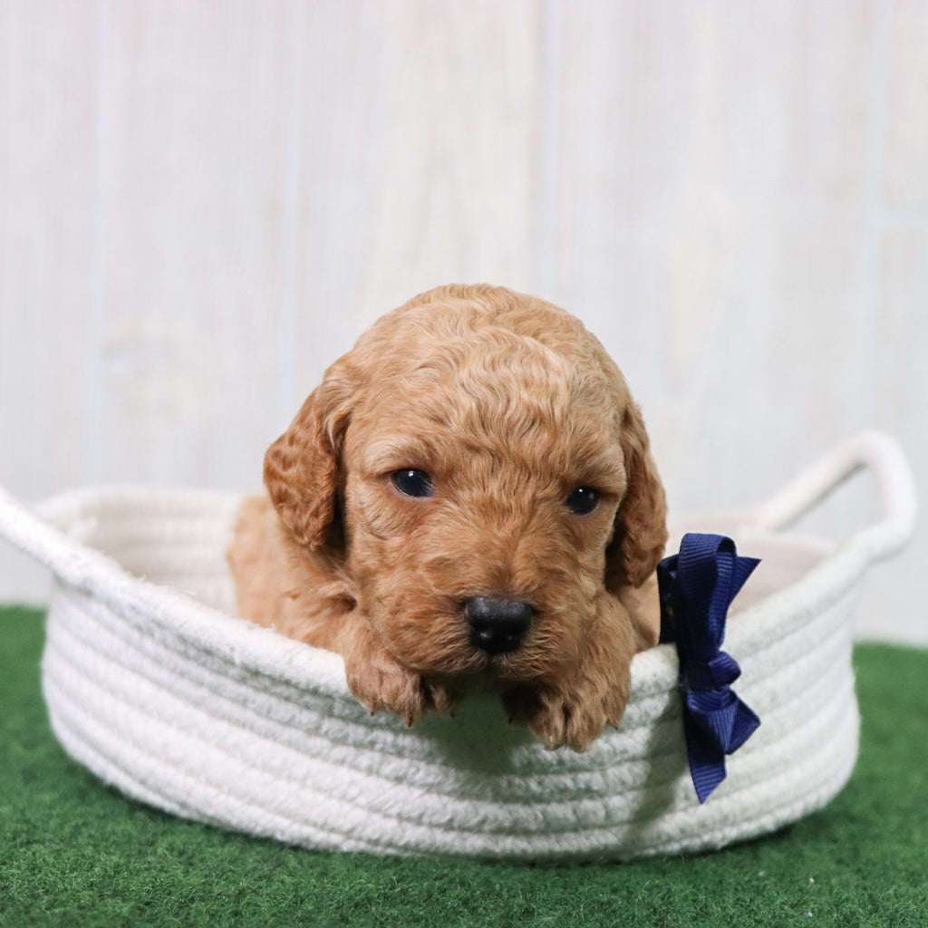 Percy - Available 6/26