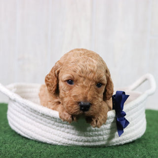 Percy - Available 6/26