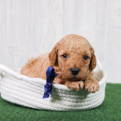Percy - Available 6/26