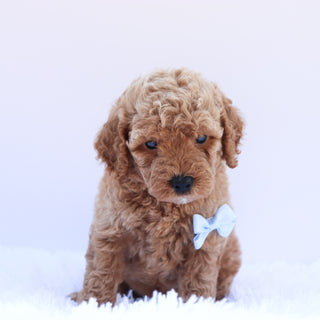 Percy - Available 6/26