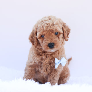 Percy - Available 6/26