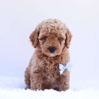 Percy - Available 6/26