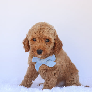 Percy - Available 7/2