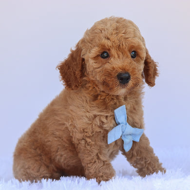 Percy - Available 7/2
