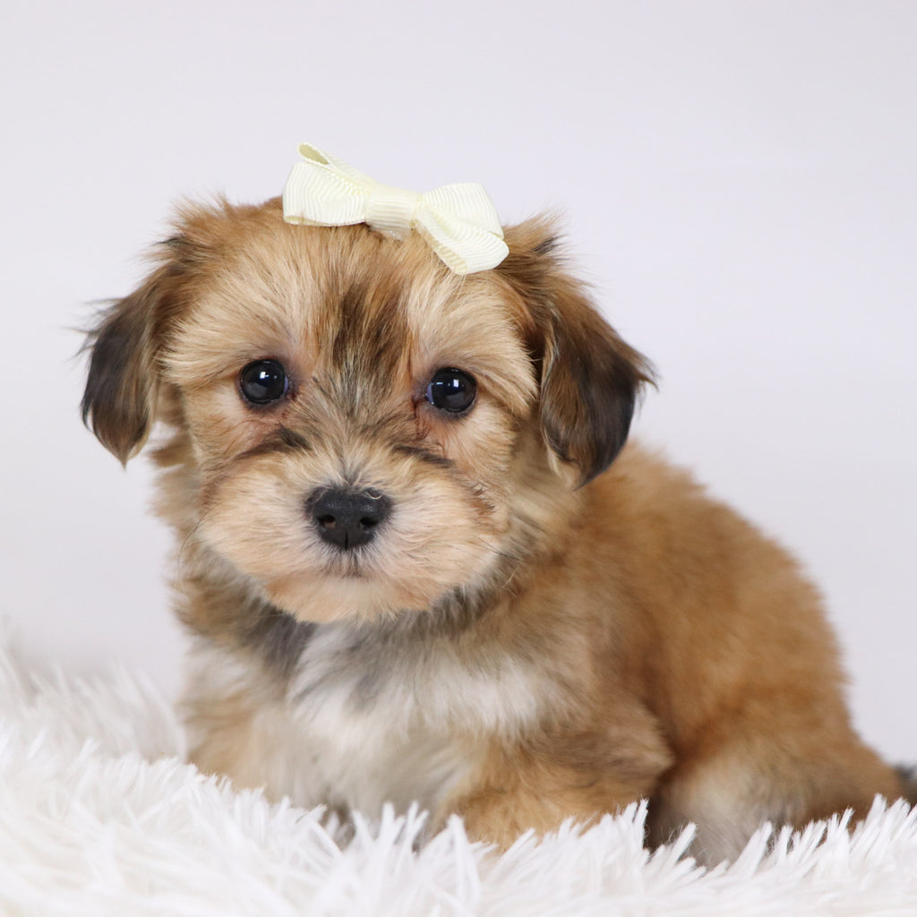 Petals - Available 11/26