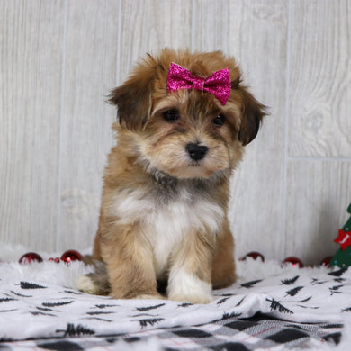 Petals - Available 11/26