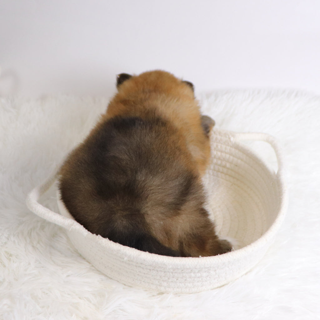 Petals - Available 12/3