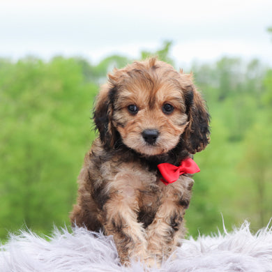 Petey - Available 5/28