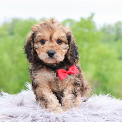 Petey - Available 5/28