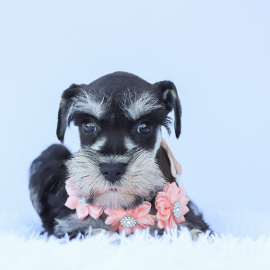 Petunia - Available 7/16