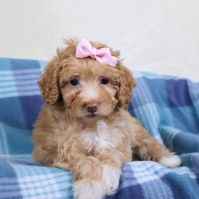 Phoebe - Available 1/15