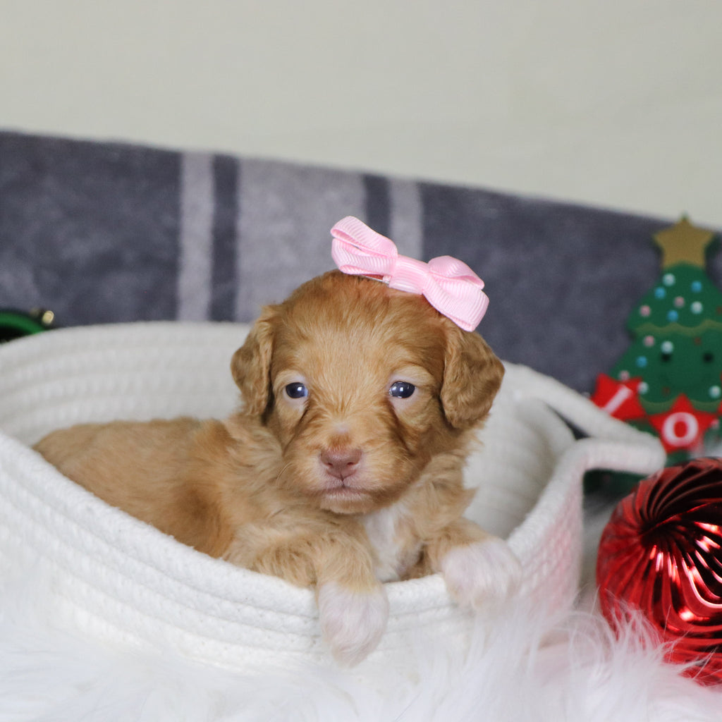 Phoebe - Available 1/14