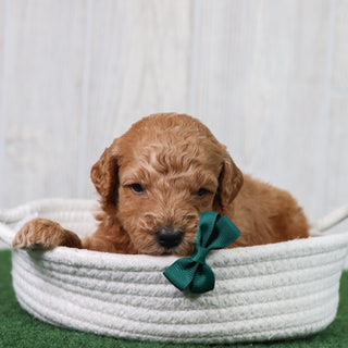 Pippin - Available 6/26
