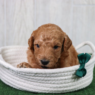 Pippin - Available 6/26