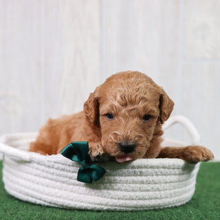 Pippin - Available 6/26