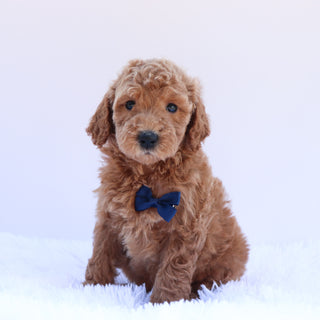 Pippin - Available 6/26