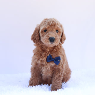 Pippin - Available 6/26