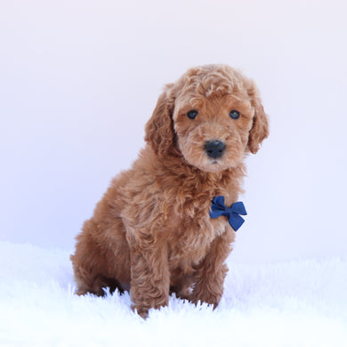 Pippin - Available 6/26