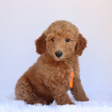 Pippin - Available 7/2