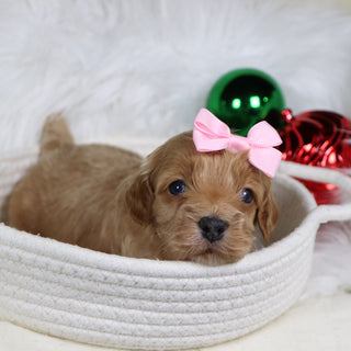 Pixie - Available 1/21