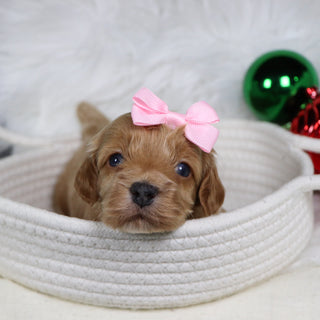 Pixie - Available 1/21