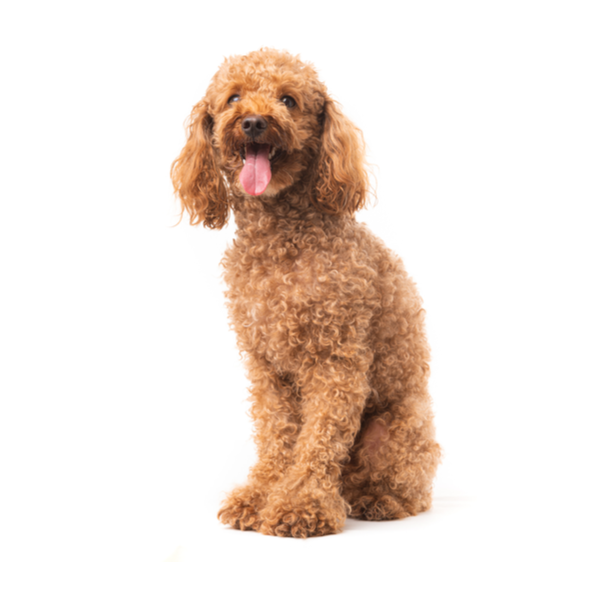 Teacup Poodle: Dog Breed Guide - Dog Academy