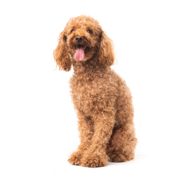 Teacup Toy Poodle Puppies for Sale