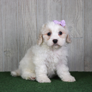 Poppy - Available 5/14